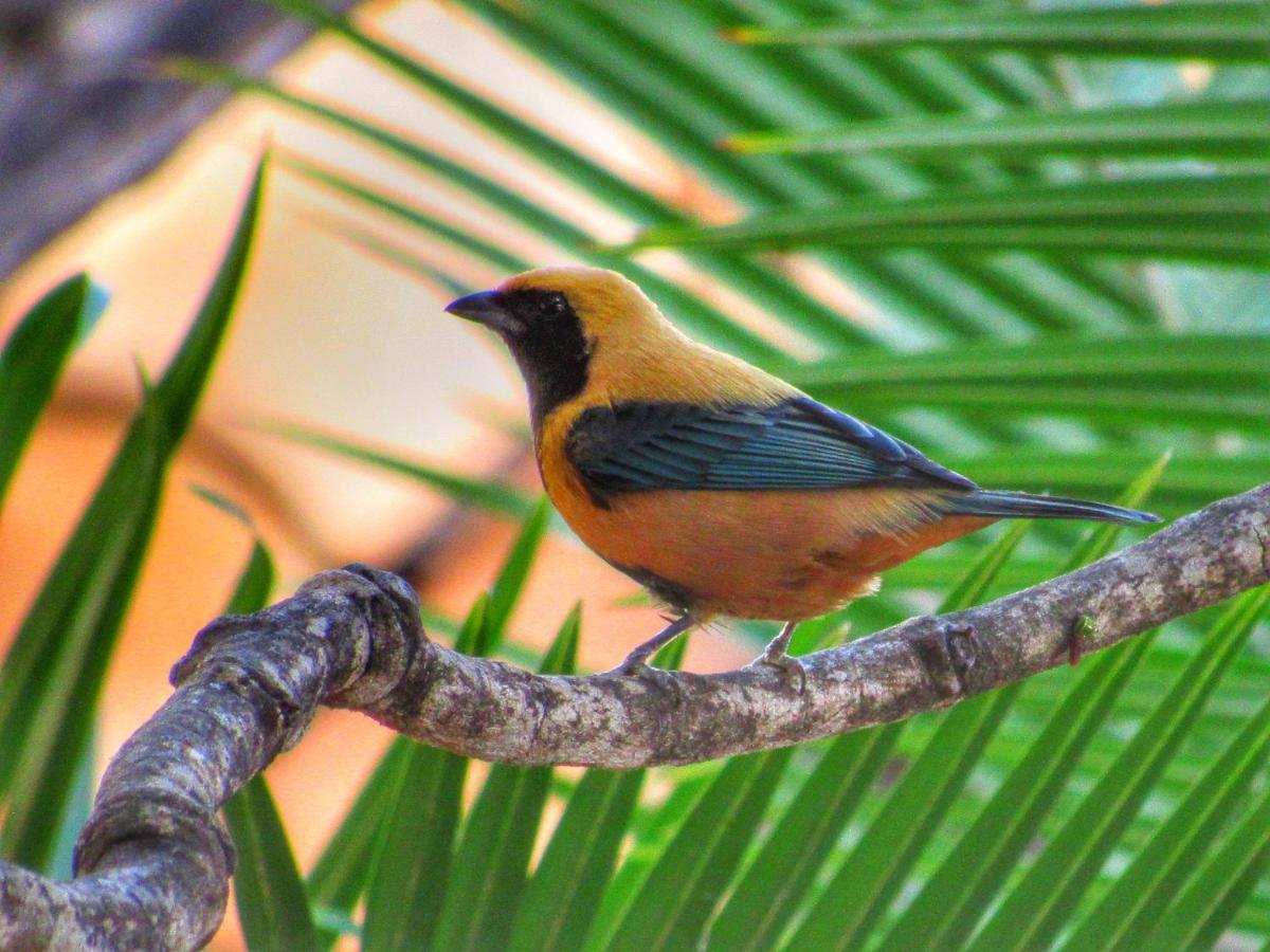 Pousada Anaue Cipo Serra do Cipo National Park Buitenkant foto